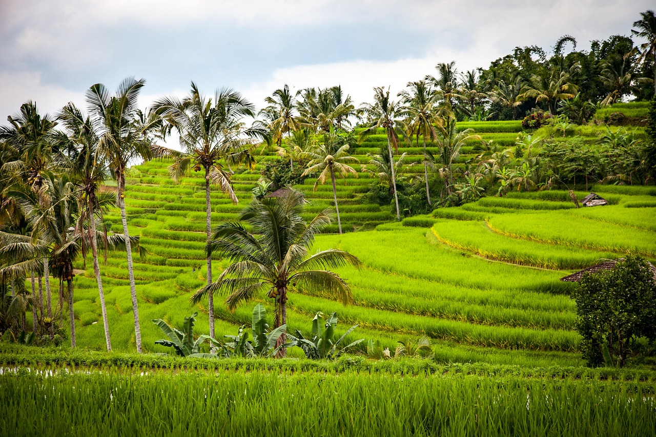 Emerald green rice terraces cascading down a hillside in Bali